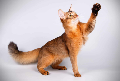 Cat Communication