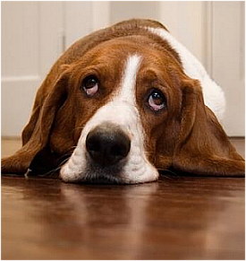 Petguru logo