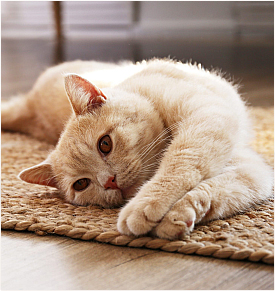 Petguru logo